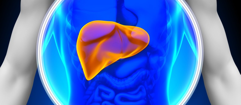 Medical X-Ray Scan - Liver